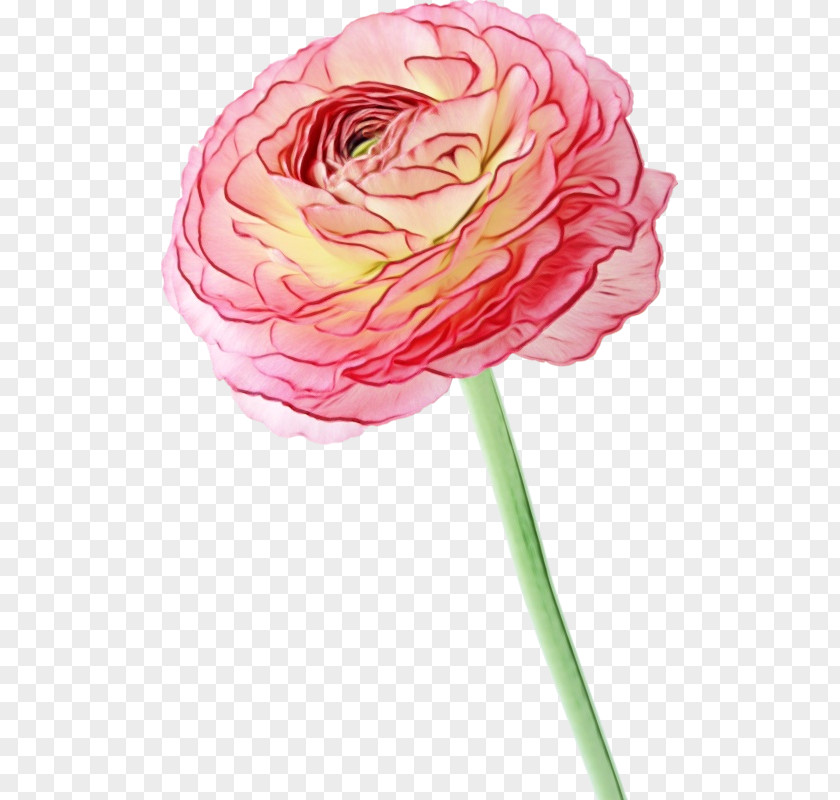 Camellia Pedicel Watercolor Pink Flowers PNG