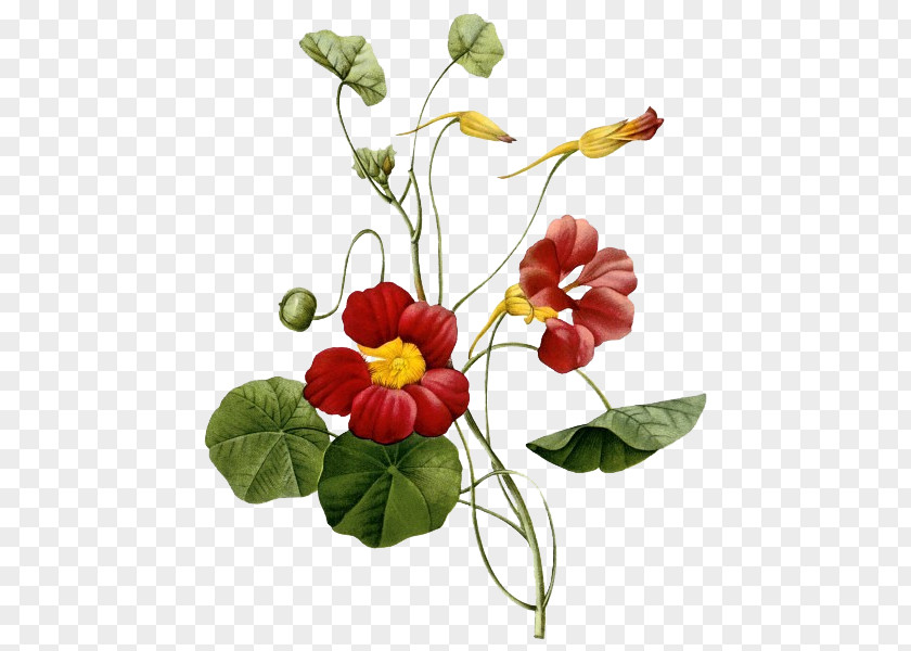 Crimson Flower Tropaeolum Majus Botany Botanical Illustration Painting PNG