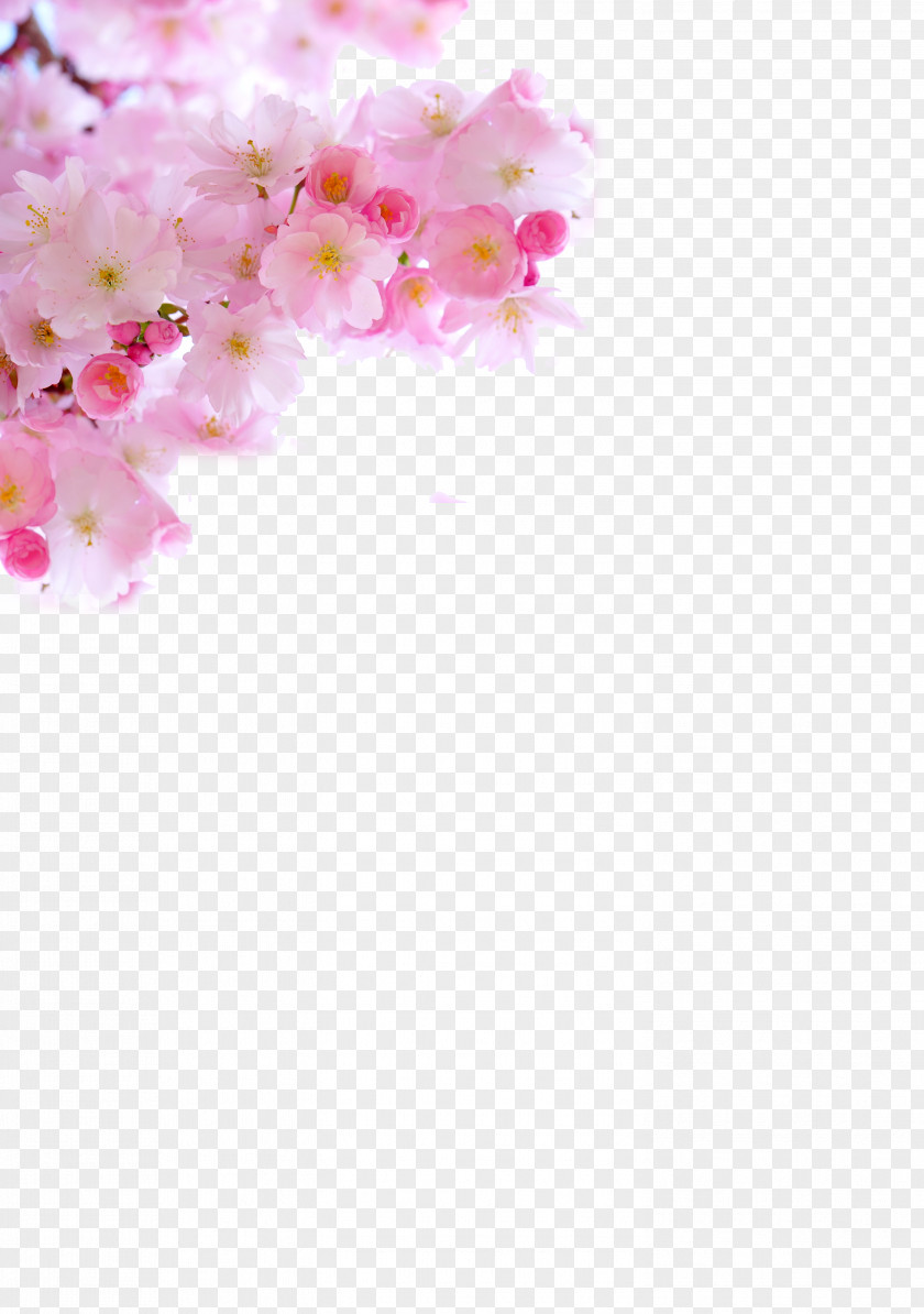 Japanese Cherry Blossom Pink Fresh PNG