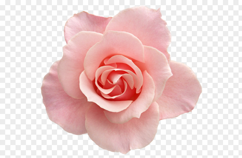 Pastoral Picture Wind Element Flower Rose Pink Clip Art PNG