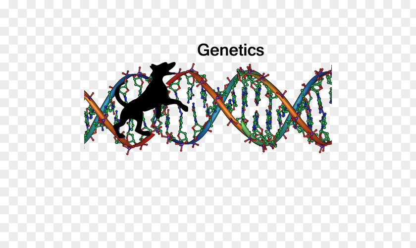 Science Nucleic Acid Double Helix DNA Sequencing Genetics PNG