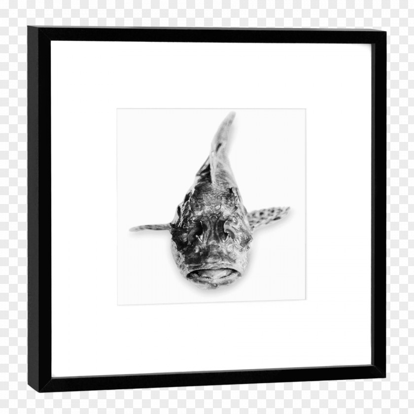 Snapper Monochrome Photography Giraffe Drawing PNG