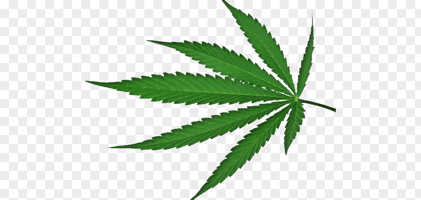 Cannabis PNG clipart PNG