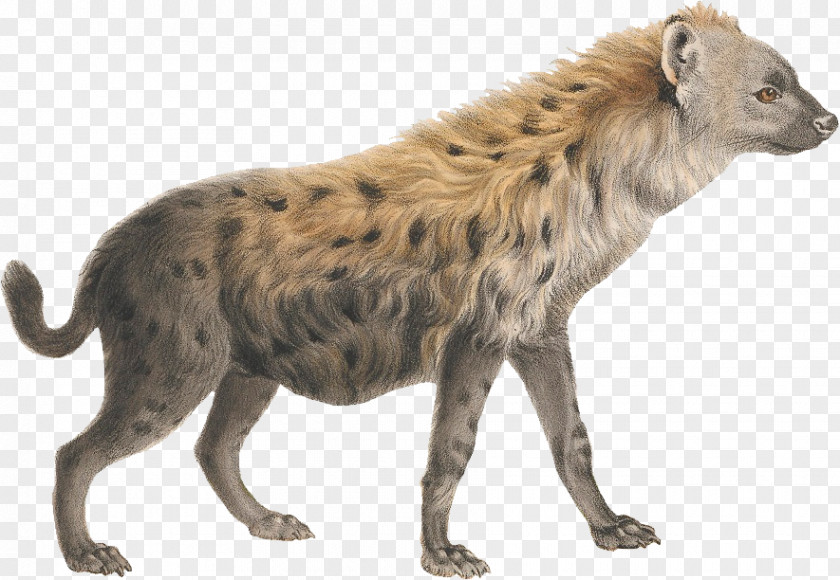 Hyena Striped Lion Clip Art PNG