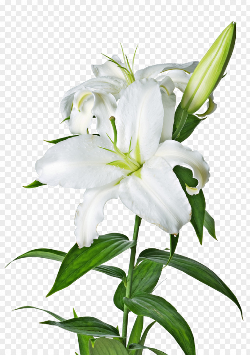 Lily Image Lilium Candidum Tiger Flower Easter Bulbiferum PNG