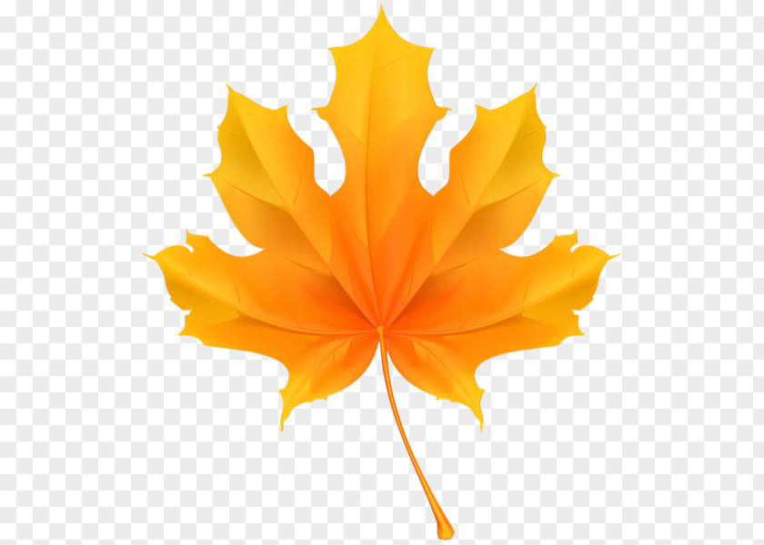 Maple Leaf Royalty-free Stock Photography PNG