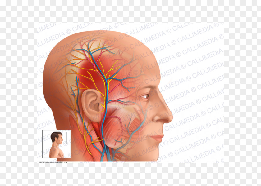 Auriculotemporal Nerve Superficial Temporal Artery Anatomy Vein PNG