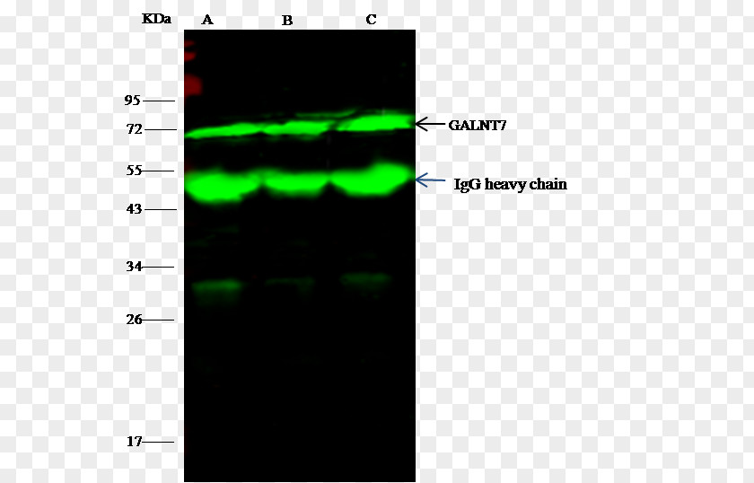 Cloning Vector Immunoprecipitation Epithelial Cell Adhesion Molecule Antibody A431 Cells Font PNG