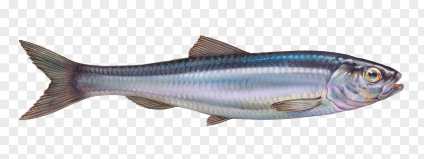 Fish Sardine Atlantic Mackerel Herring Eskja Skrifstofa PNG