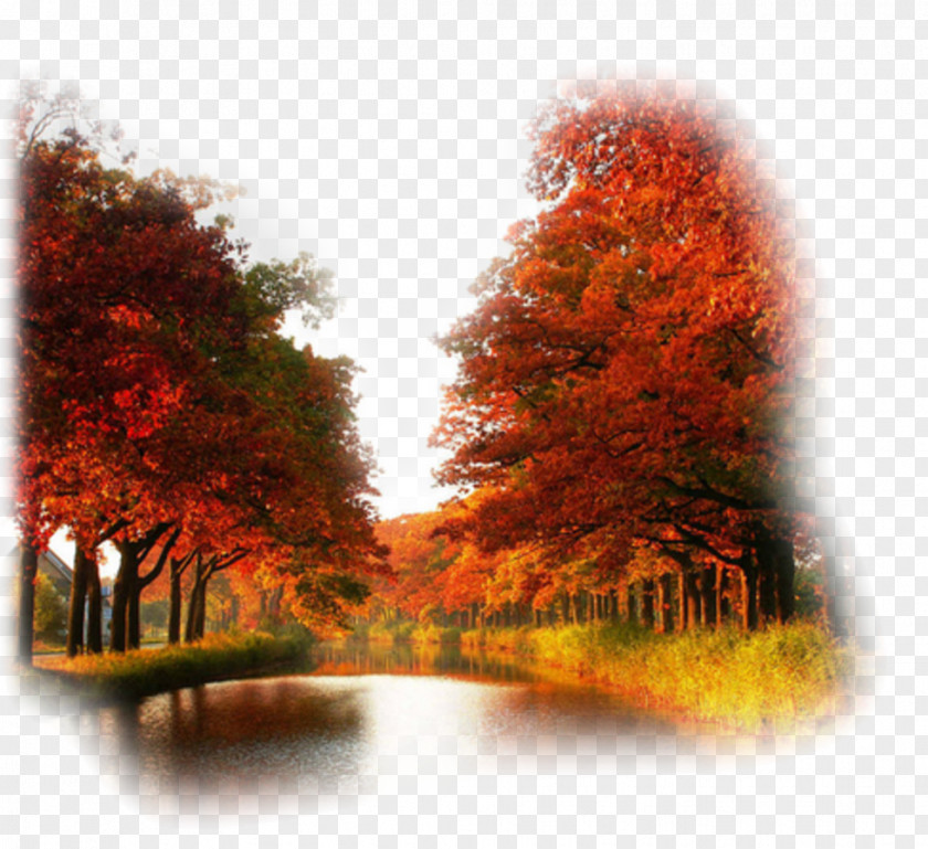 Nature Desktop Wallpaper Computers Autumn High-definition Television Video PNG