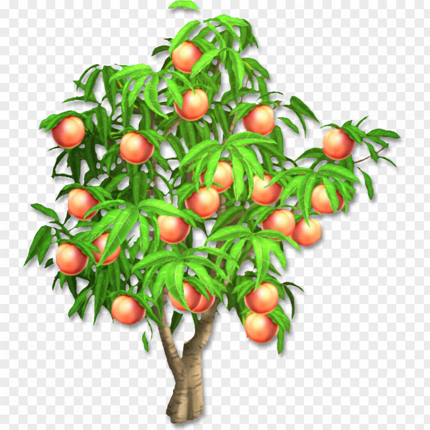 Apricot Hay Day Peach Fruit Tree Harvest PNG
