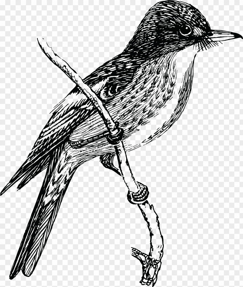 Bird Drawing Clip Art PNG