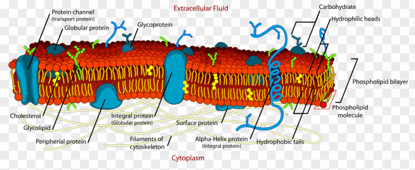 Cell Membrane Biological Lipid Bilayer PNG