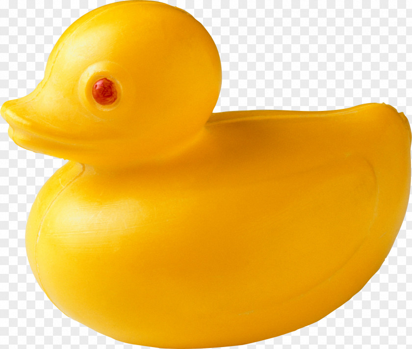 Duck Rubber Toy System PNG