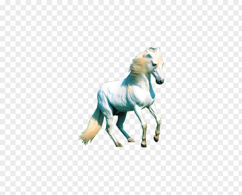 Horse,Steed Mustang Animal Computer File PNG