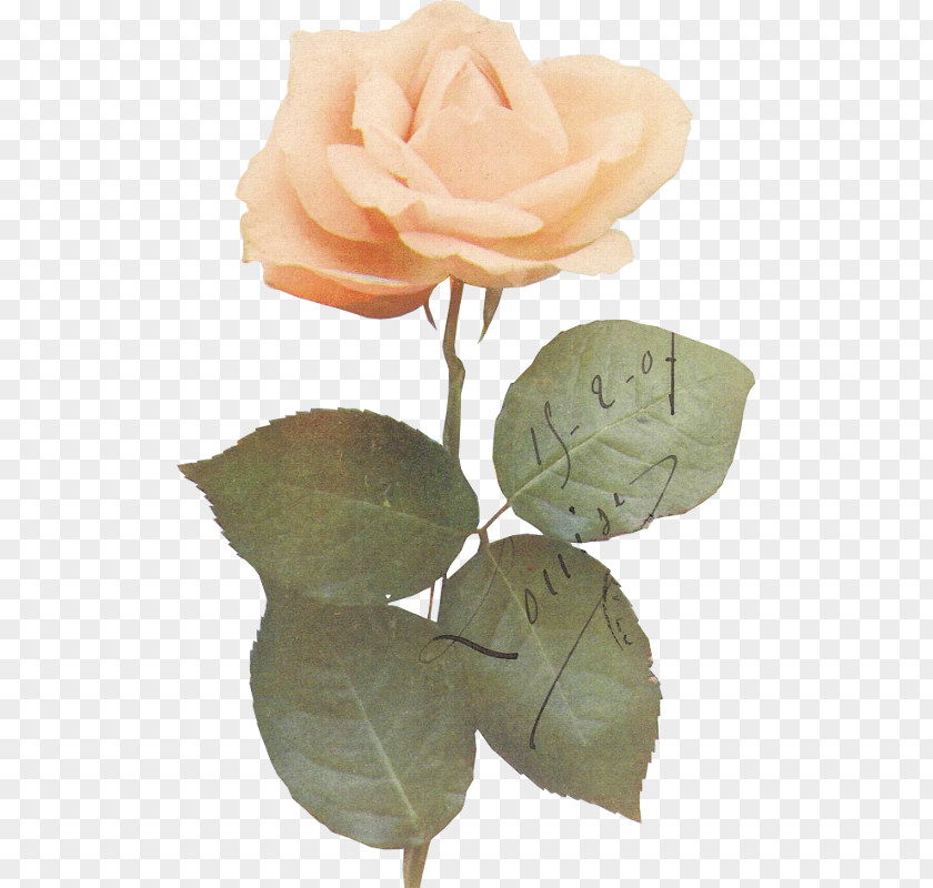 Mi8 Garden Roses Cabbage Rose Leaf Petal Plant Stem PNG