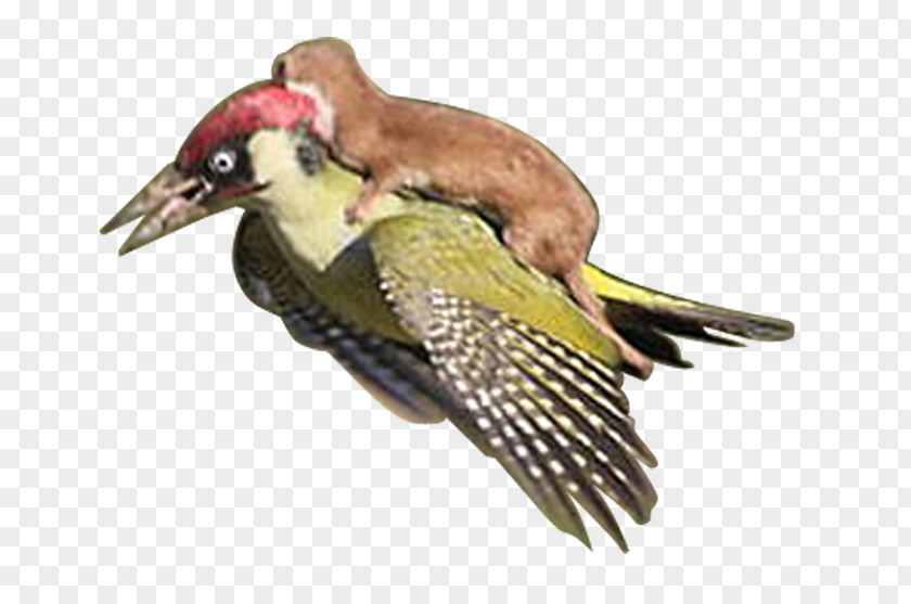 Mouse Bird Back European Green Woodpecker Putorius Raccoon PNG