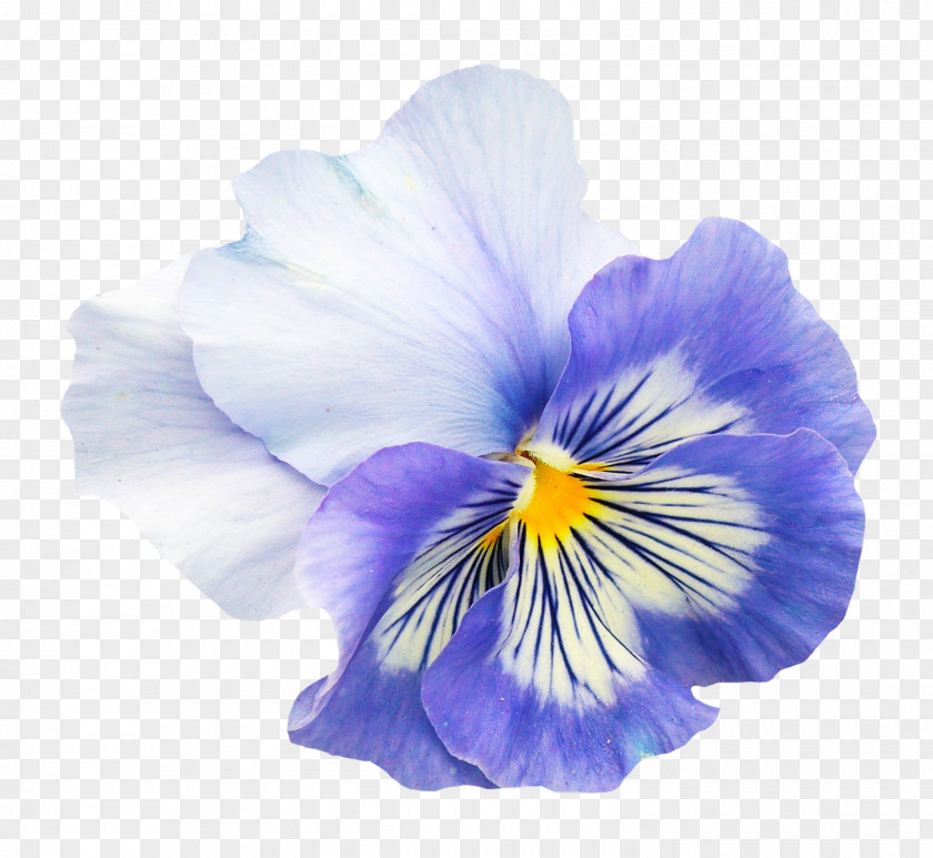 Pansy Flower Viola Pedunculata PNG