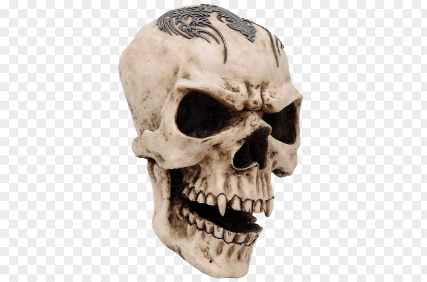 Skull Human Symbolism Skeleton Vampire PNG