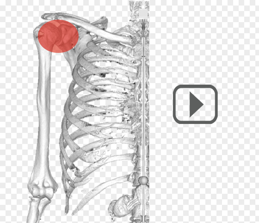 Ulna Shoulder Humerus Anatomy Scapula PNG