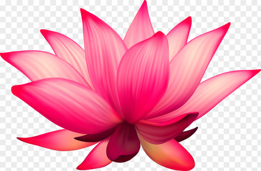 Vector Cartoon Lotus Nelumbo Nucifera Flower Stock Photography PNG