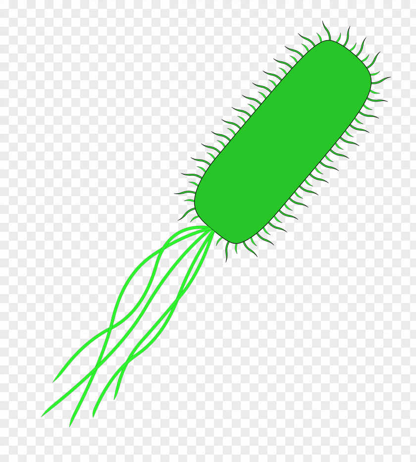 Fungi E. Coli Chromosome Abnormality Bacteria Clip Art PNG