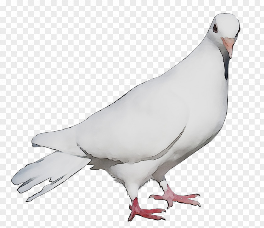 Pigeons And Doves Fauna Neck Beak Feather PNG