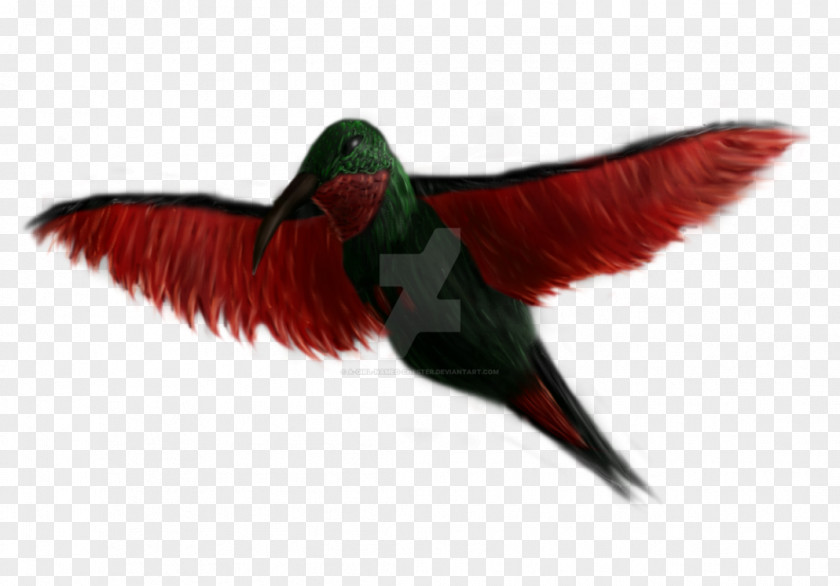 Ruby-throated Hummingbird Beak M Wing Feather PNG