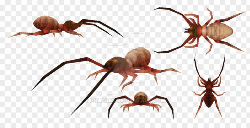 Spider Sun Spiders Carnivores Ice Age 2 Insect PNG