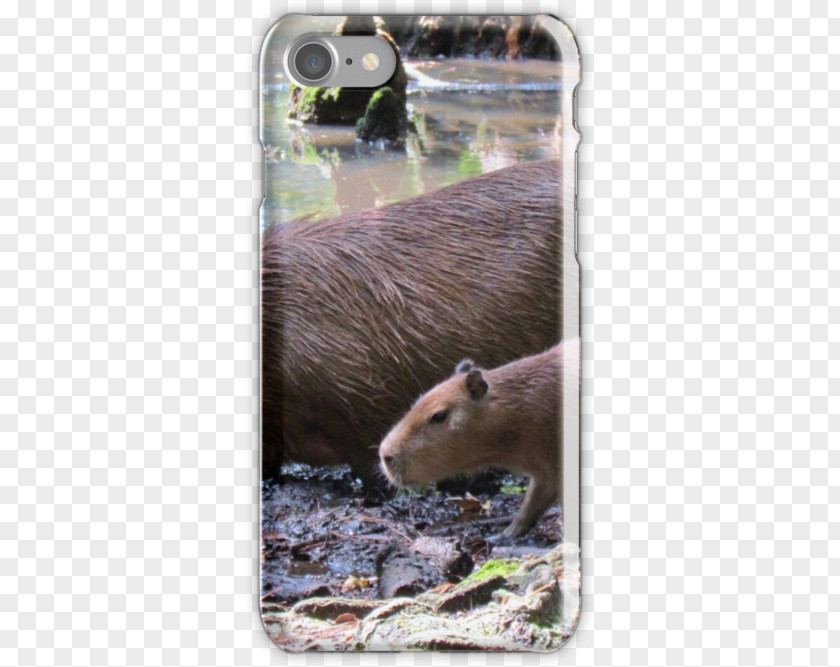 Capybara Otter Fauna Snout Wildlife PNG