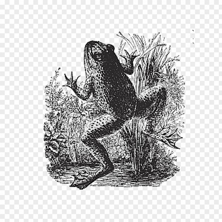 Frog Toad Black And White Illustration PNG