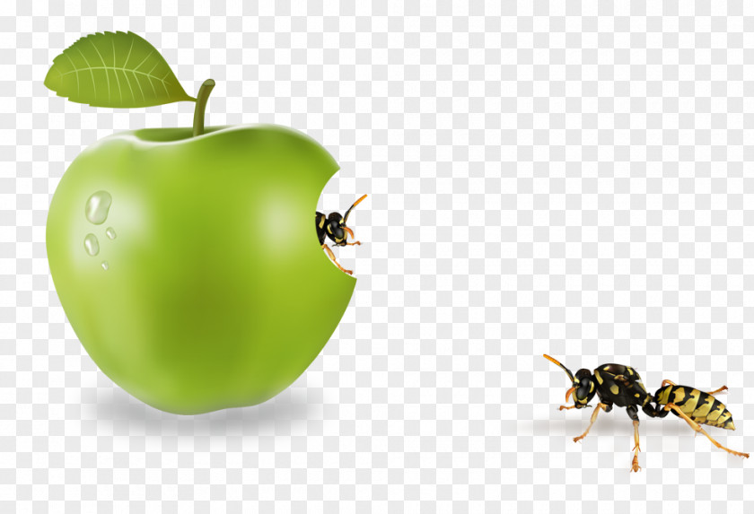 Insect Apple Computer File PNG