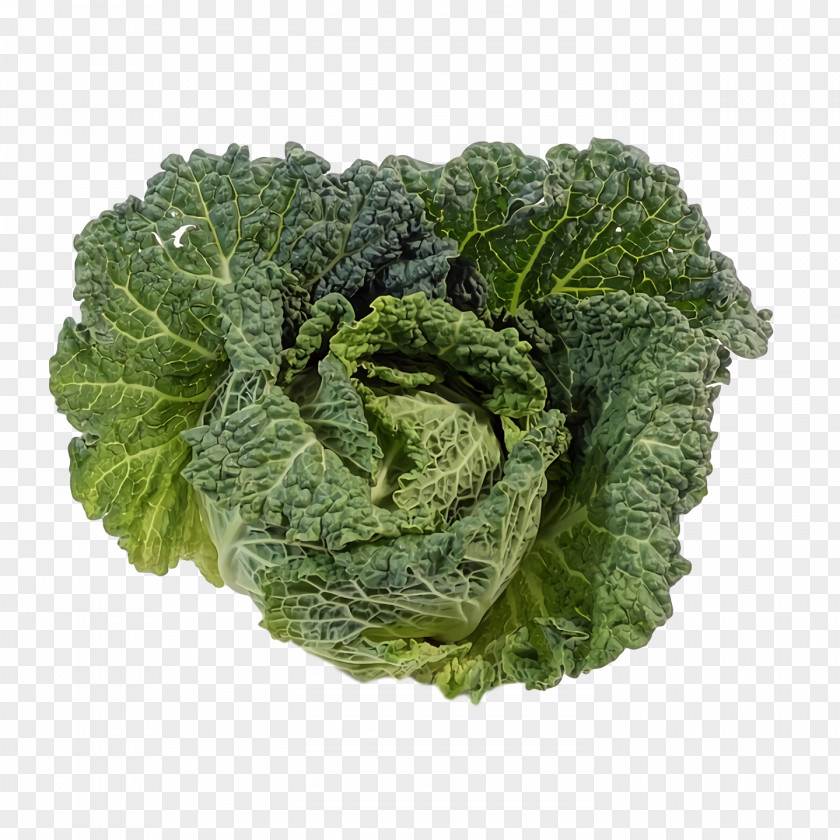 Romaine Lettuce Spring Greens Savoy Cabbage Red Leaf Collard PNG