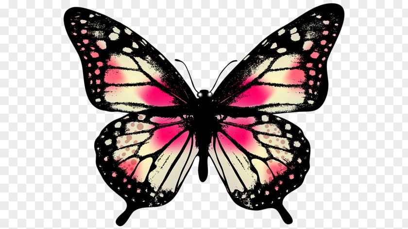 Butterfly Owl Greta Oto Monarch Clip Art PNG