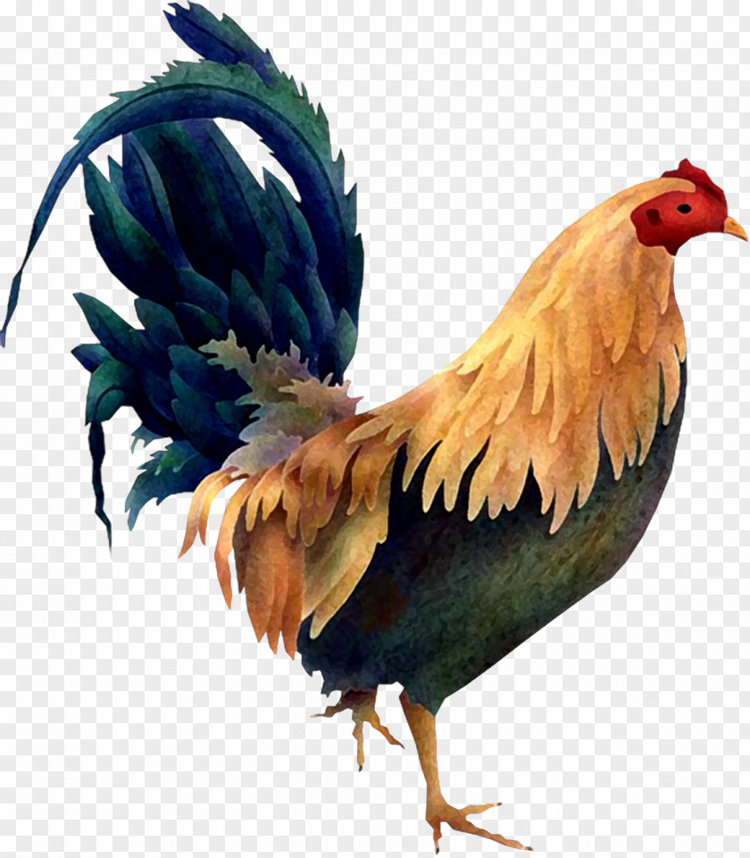 Chicken Rooster Bird Poultry Clip Art PNG