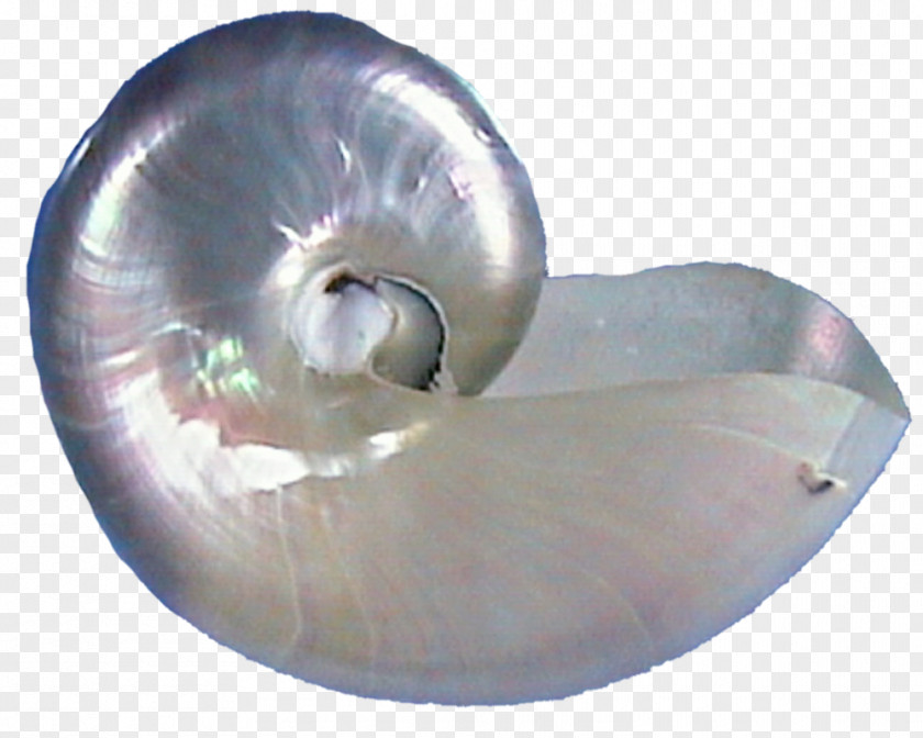 Conch Seashell Oyster Pearl Spiral PNG