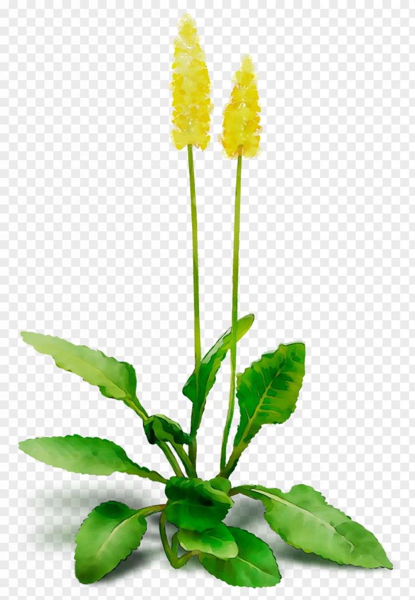 Dandelion Herbaceous Plant Stem Plants PNG
