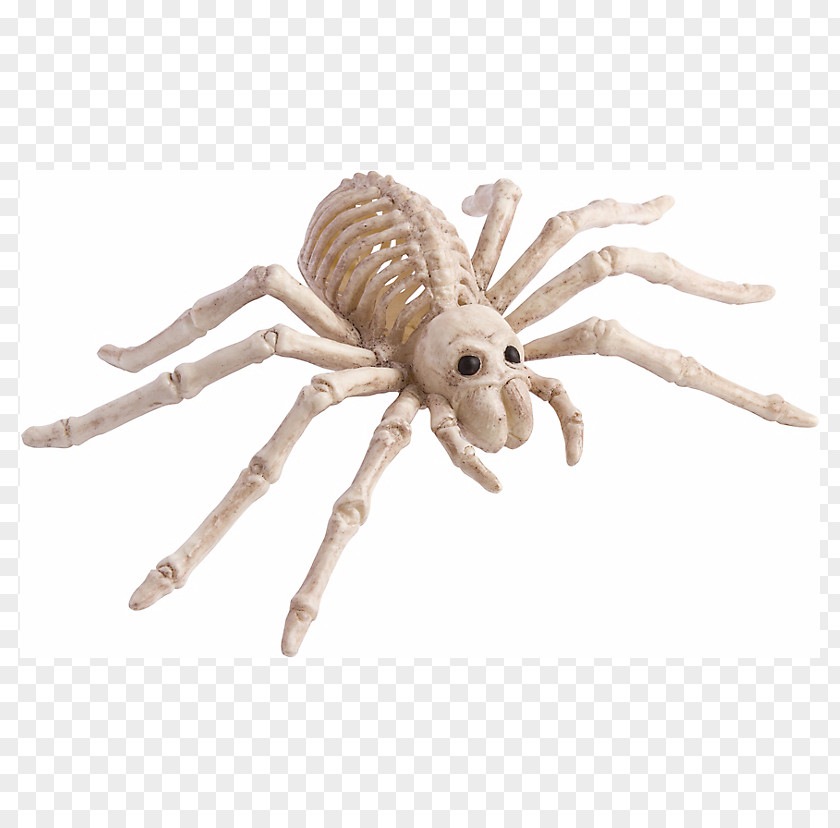 Exo Skeleton Spider Human Bone Skull PNG
