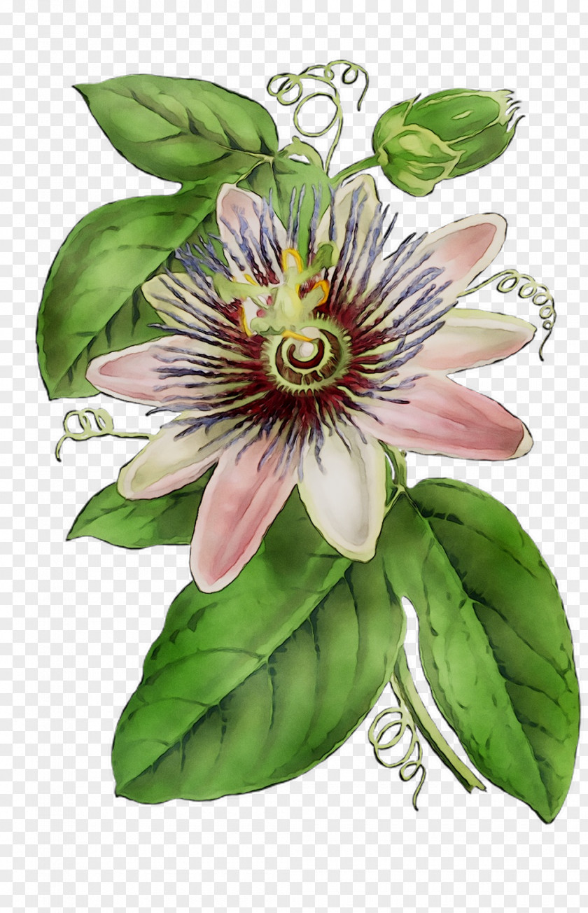 Purple Passionflower Granadilla Lily Of The Incas Passion Flower PNG