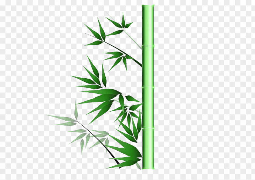 Tree Hemp Family Leaf Green Plant Grass Bamboo PNG