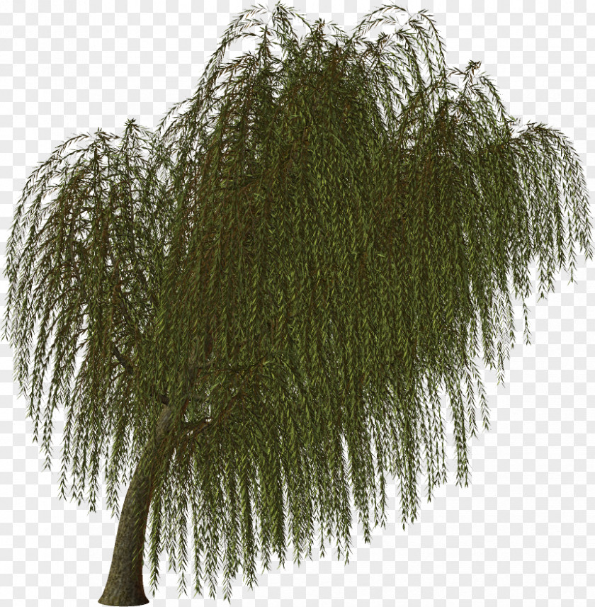 Tree Twig Evergreen Branch Vascular Plant PNG