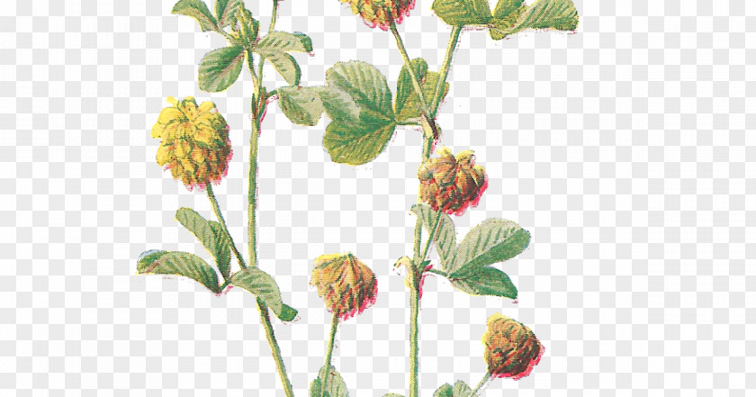 Botanical Flowers Flower Botany Illustration Clip Art PNG