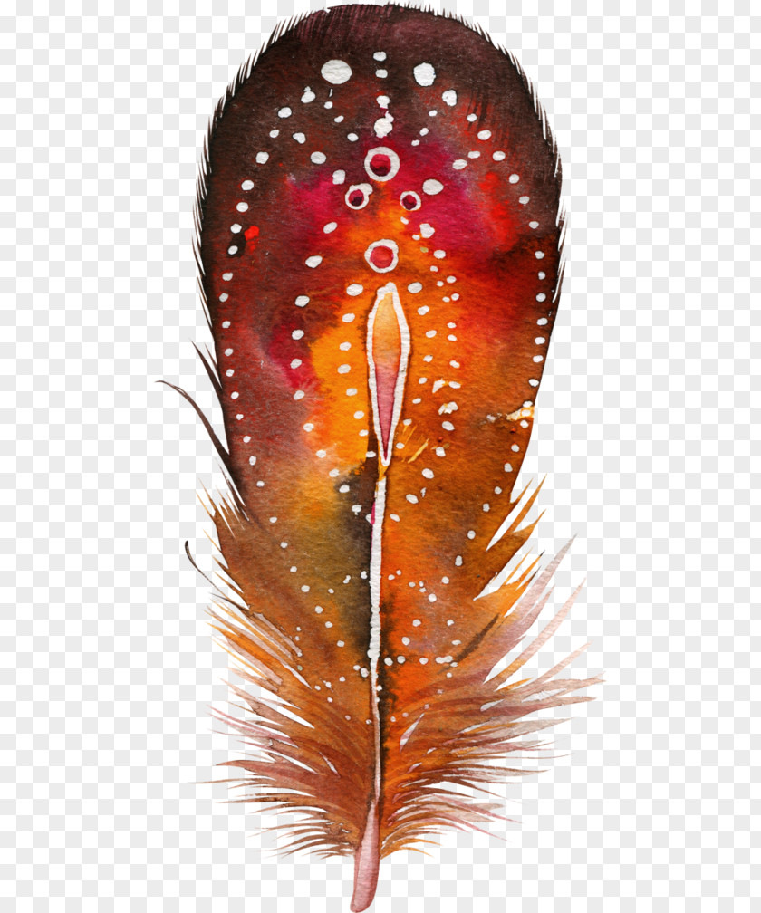 Feather Bird Color Drawing Painting PNG