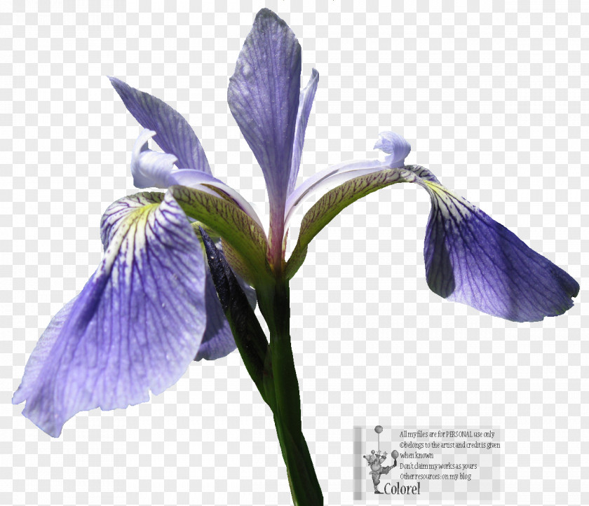 Iris Northern Blue Flag Orris Root Irises PNG