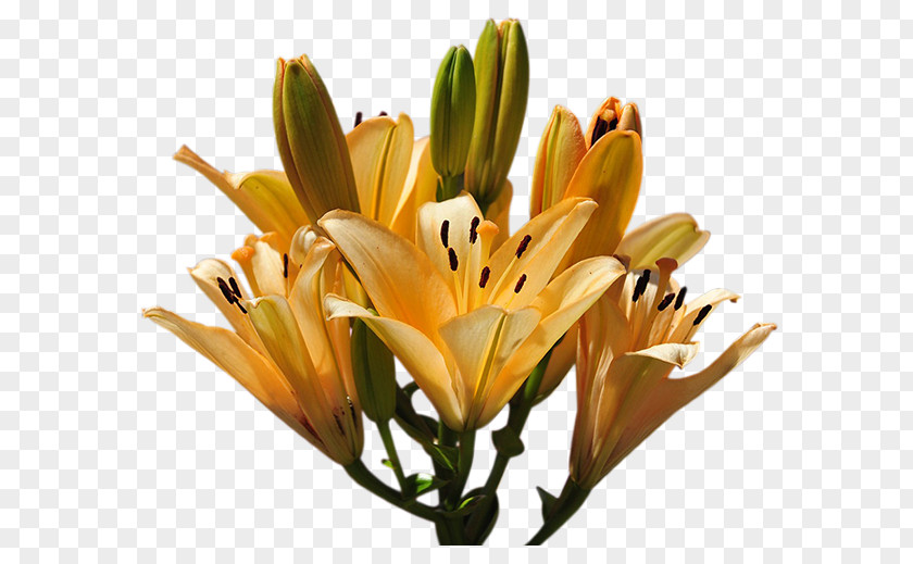 Lily Yellow Flower Design PNG