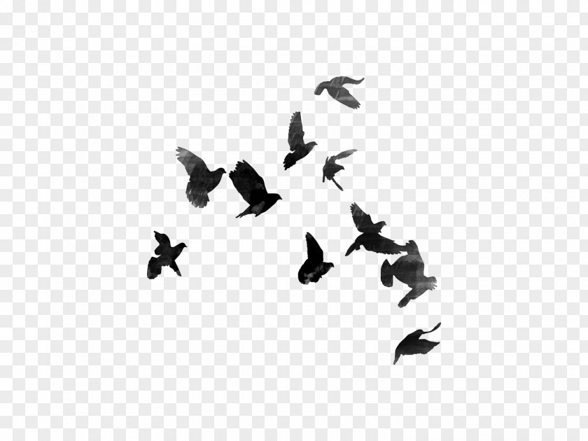 Animal Migration Blackandwhite Bird Flock Wing Font PNG