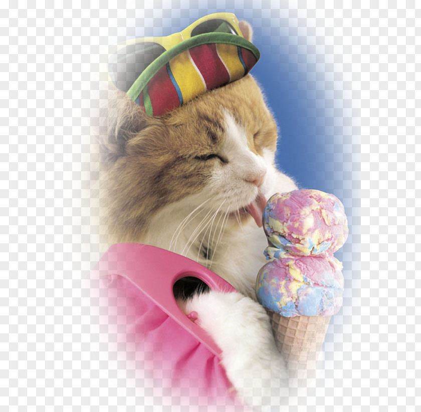 Ice Cream Cones Cat Kitten PNG