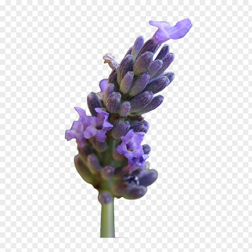 Lavandula Latifolia English Lavender Plants French Clary Cut Flowers PNG