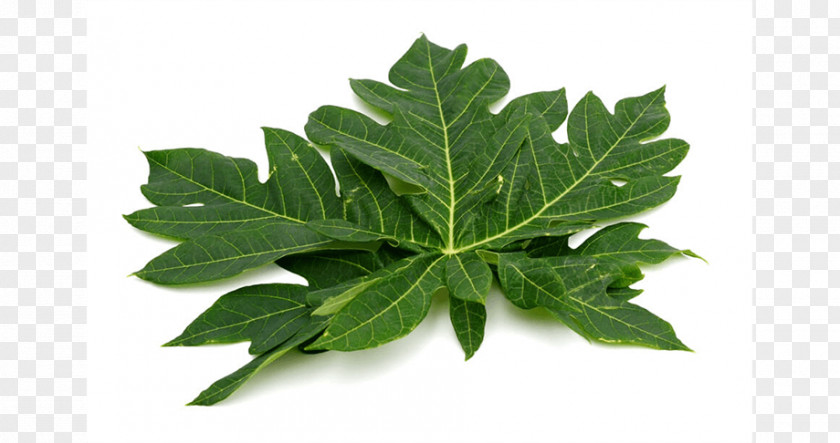 Papaya Leaves Leaf Health Food PNG