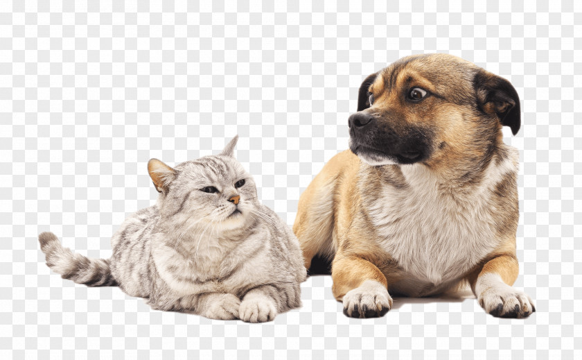 Small To Mediumsized Cats Fawn Dog And Cat PNG
